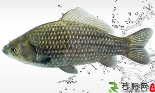 鱼肝富含维生素A 鱼类鲜为人知的5大营养