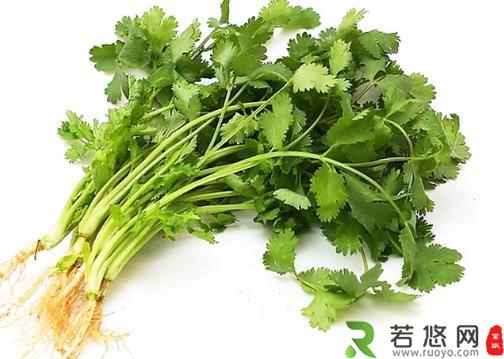 冬天香菜怎么保存？香菜的保存方法