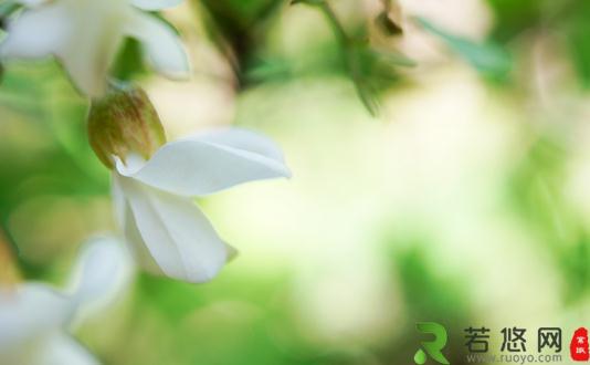 谷雨时节吃槐花槐花的吃法 若悠网