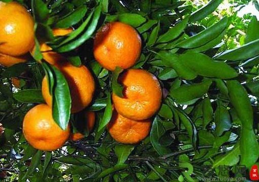 芦柑的种植技术-芦柑的功效与作用