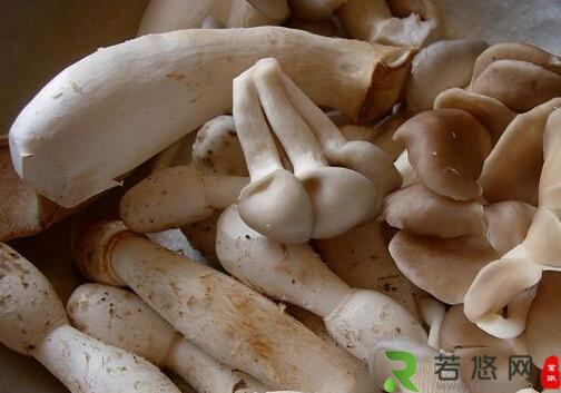 秀珍菇的做法-秀珍菇的营养价值