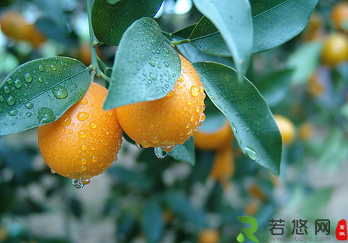 金橘的种植技术-金橘的功效与作用