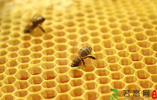 蜂胶有什么功效？女人怎么吃蜂胶美容