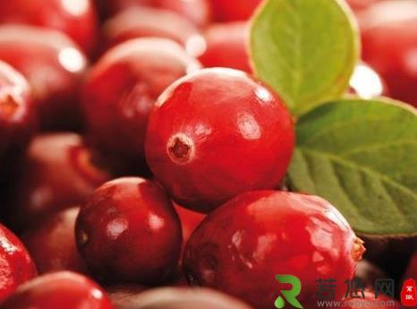 蔓越莓的营养价值-蔓越莓的功效与作用