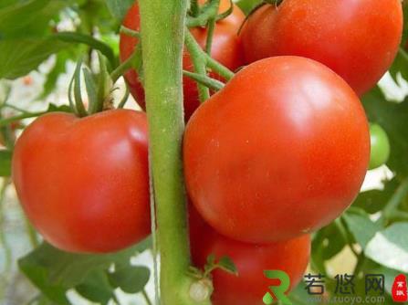 西红柿的营养价值-西红柿的功效与作用
