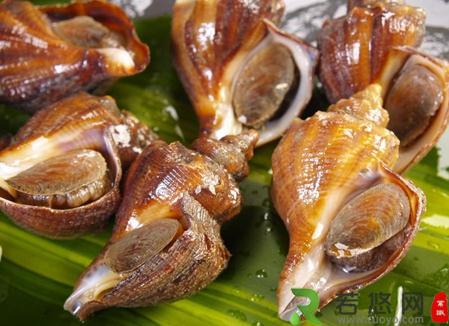 海螺的营养价值-海螺的食疗作用
