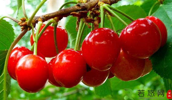 樱桃的营养价值-樱桃的功效与作用