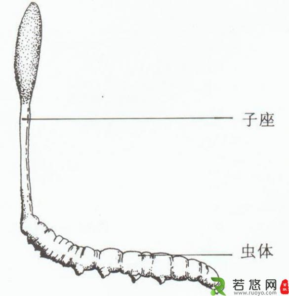 冬虫夏草是什么？冬虫夏草的功效与作用及食用方法