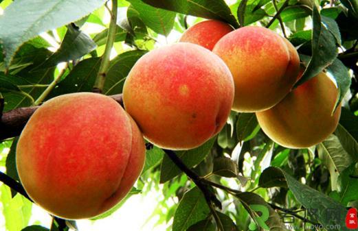 桃子的营养价值-吃桃子的好处