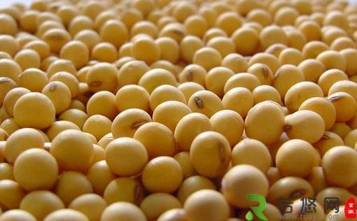 吃黄豆能不能减肥？