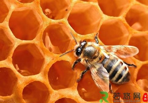 蜂蜜的功效-吃蜂蜜可缓解经痛