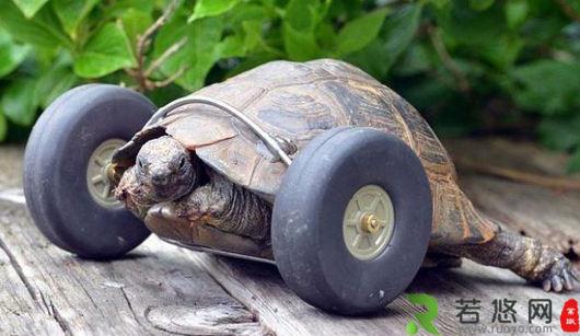 给90岁的乌龟装上一对轮子。让他跑起来？