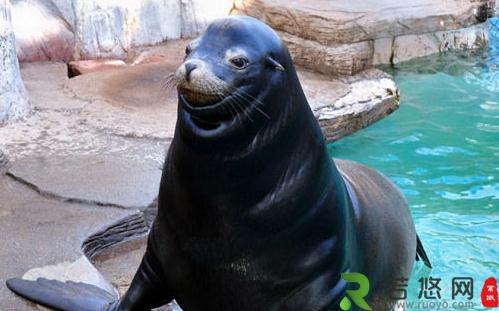 日本海狮居然会微笑，丑萌形象惹人围观
