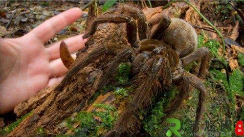 南美亚马逊食鸟蛛，是吉尼斯世界纪录中体积最大的蜘蛛