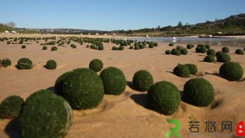 悉尼海滩惊现大量神秘绿色“海藻蛋”