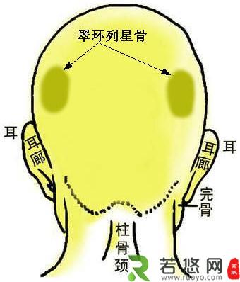 骨相图解：翠环列星骨