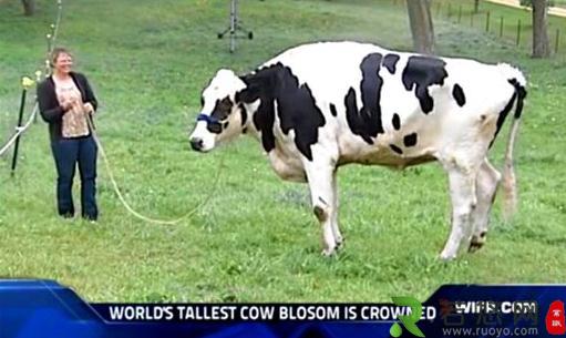 世界最高奶牛1.9米，打破吉尼斯世界纪录