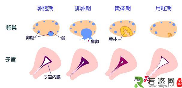 月经