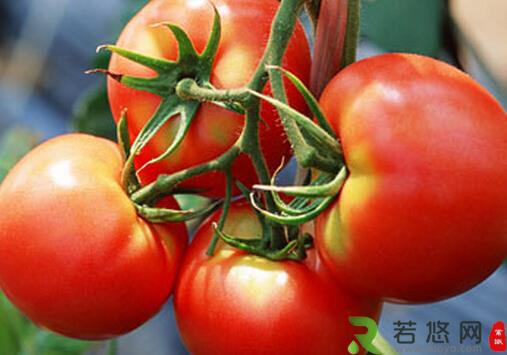 西红柿的功效-男人要多吃番茄