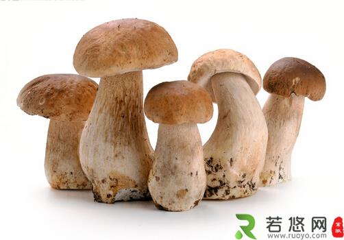 孕妇可以吃草菇吗？适合孕妇吃草菇的做法