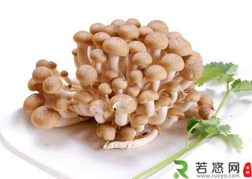 孕妇能吃蟹味菇吗？吃蟹味菇有什么好处