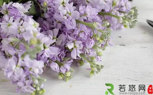 将紫罗兰栽培到家中 紫罗兰的养殖方法