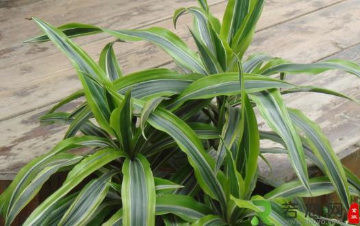 不太起眼能净化空气的绿色植物 适合给室内添置的植物
