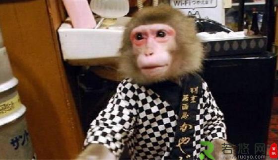 日本最火爆的餐厅之一 猴子当服务生，报酬只要香蕉