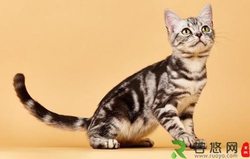 猫咪养护五注意 10种适合当家猫的猫咪大全