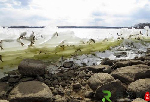 女子大海边摄影 发现鱼被冰封悬挂“空中”自然奇观