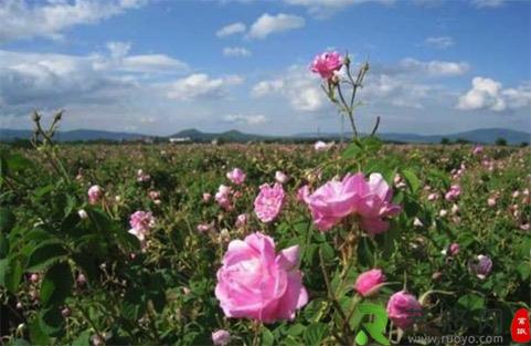 世界最大的玫瑰产地保加利亚玫瑰种类多达7000种 若悠网