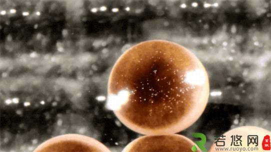 世界上首个活体机器人诞生 美国佛蒙特大学用爪蛙干细胞造出全新生命形态