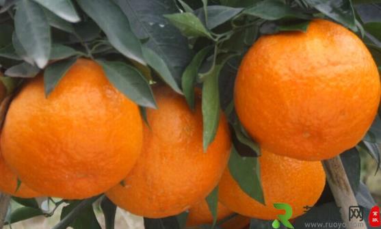 柑橘类水果的三大优点 女性多吃柑橘的好处