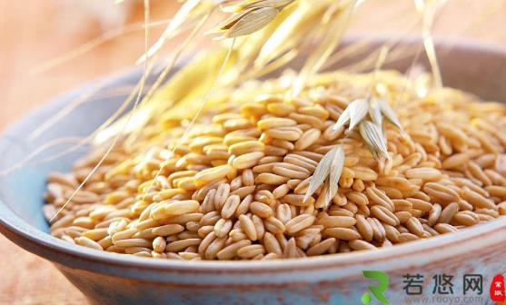 燕麦成为餐桌上备受推崇的食物 常吃燕麦健康多