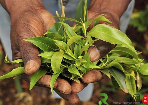全世界唯一“吃树叶”的国家，把国家吃垮 巧茶称为“东非罂粟”
