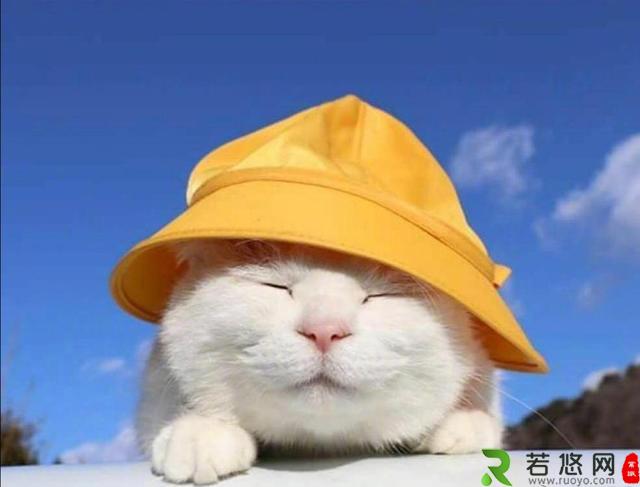 日本网红猫咪“猫叔”去世，“猫叔”表情包大全