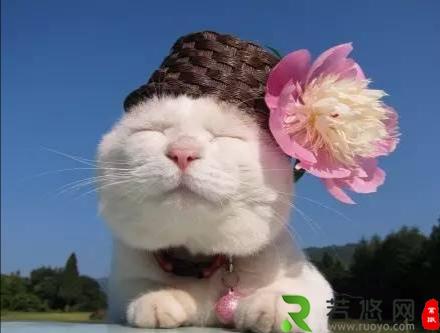 日本网红猫咪“猫叔”去世，“猫叔”表情包大全