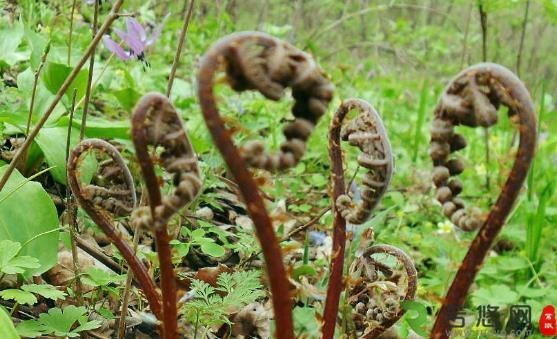 野菜的营养价值 野苋菜的好吃做法简单易学哦