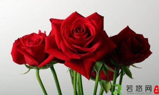 玫瑰花如何保存才能持久不枯 延长玫瑰花保鲜期的小妙招