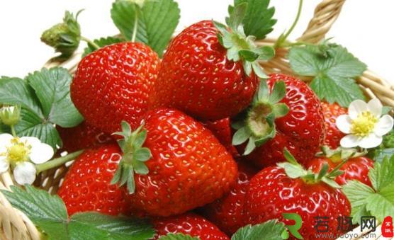 挑选草莓的小窍门 过大过重的草莓不要买