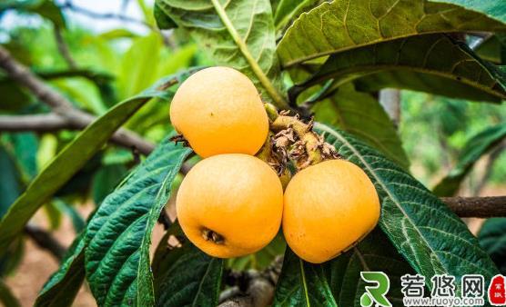 枇杷果是营养保健的养生水果 枇杷治咳嗽食疗方推荐