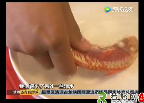 无良商贩用人工合成色素胭脂红给三苏红鱼上色，用手摸手会被染红